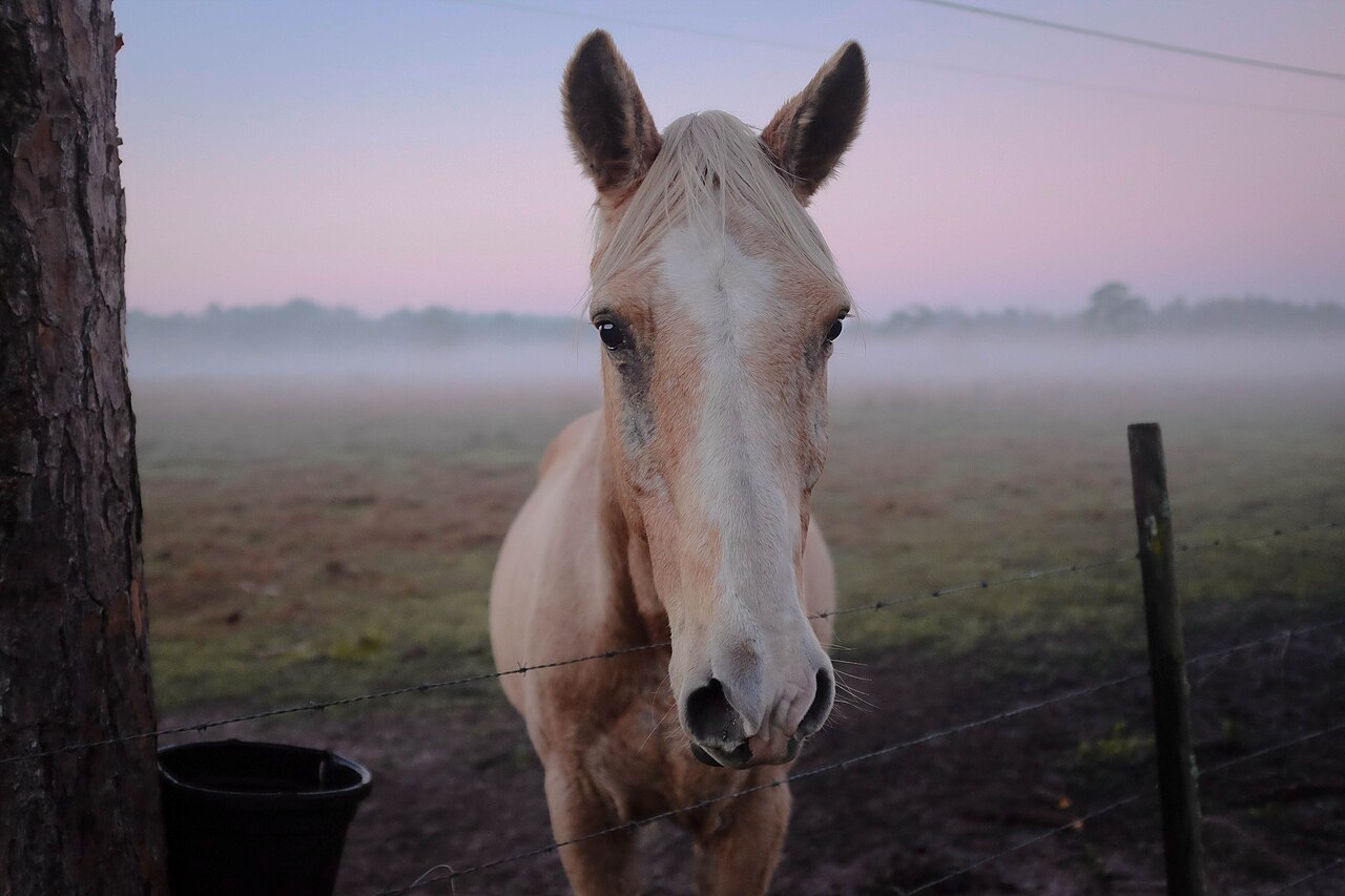 Performance horse ready to compete